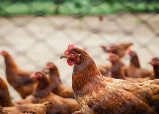 RMDSZ: az EU-s direktíva gyakorlatba ültetésére van szükség a Maros megyei madárinfluenza-járvány megállítása érdekében, nem pedig egy egész országot érintő megszorító intézkedésre RMDSZ: az EU-s direktíva gyakorlatba ültetésére van szükség a Maros megyei madárinfluenza-járvány megállítása érdekében, nem pedig egy egész országot érintő megszorító intézkedésre