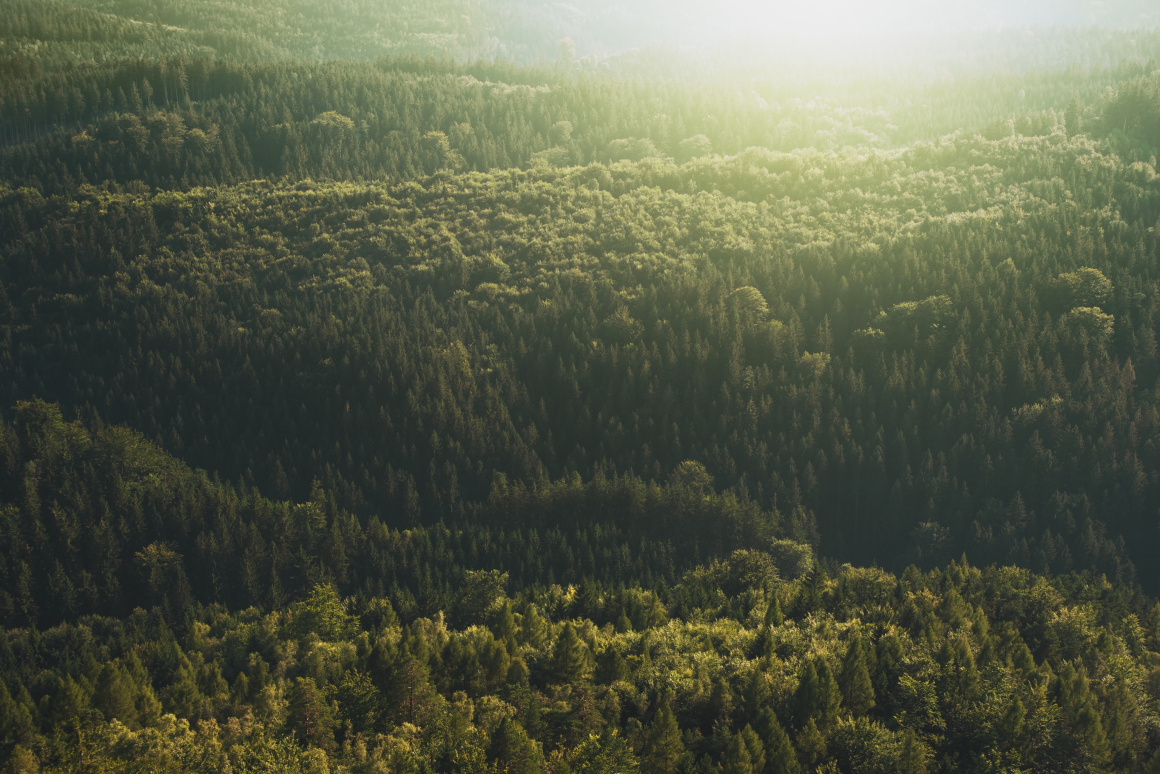 RMDSZ: több mint 130 ezer hektár erdő visszaszolgáltatása elől hárítottuk el az akadályt