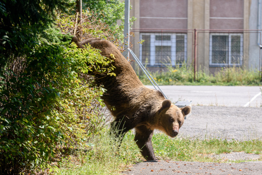 Az RMDSZ Székelyföldre hívja az Európai Parlament Petíciós Bizottságát, hogy bemutassa a medveproblémát 