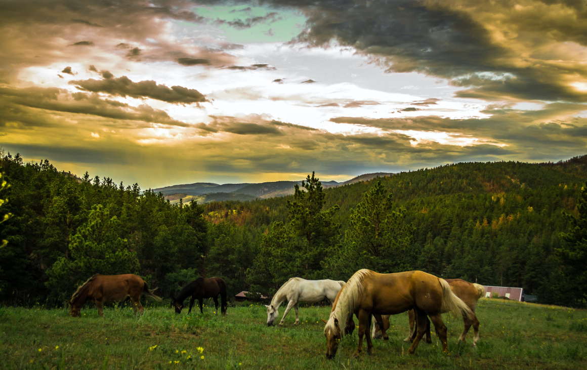 Magyar Lóránd: A lovak után is igényelhetnek a gazdák területalapú mezőgazdasági támogatást