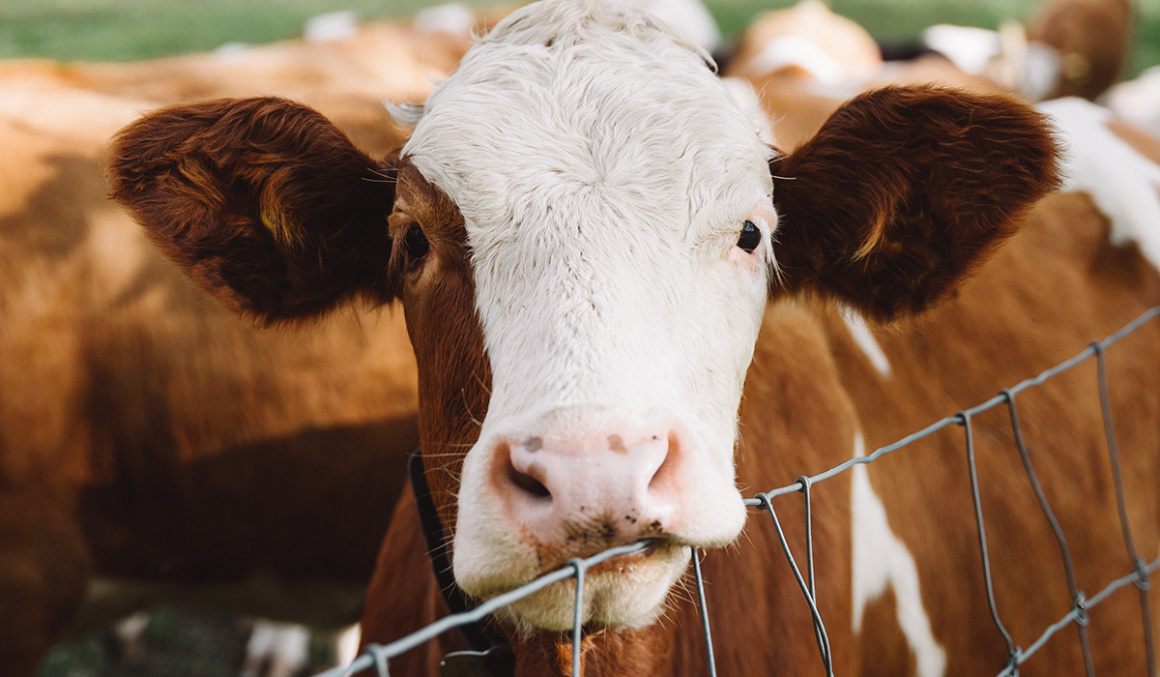 RMDSZ: állatonként 70 euró támogatásban részesülhetnek a húsmarhákat tartó gazdák