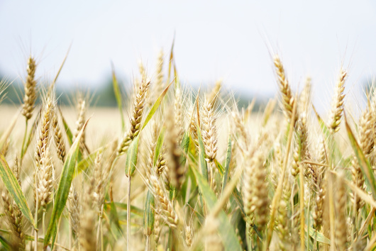 RMDSZ: nekünk a romániai gazdák az elsők, szorgalmazzuk az ukrán gabona importjának időszakos betiltását 